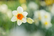 Daffodil Shower