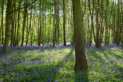 Bluebell Wood