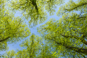 Spring in the Park
