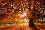 Autumn Glory