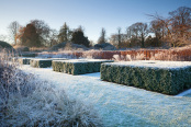 Summer Box Border in Winter