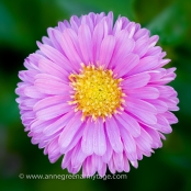 Aster novi-belgii â€˜Patricia Ballardâ€™