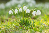 Woodland Snowdrops