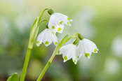 Spring Snowflake