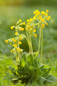 Cowslips