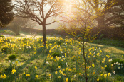Daffodils at Felley Priory Gardens