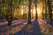 Felley Priory Bluebells