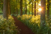 Evening in Baysgarth Park