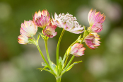 Great Masterwort