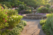 Evening in the Rose Garden