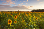 Field of Sunflowers