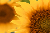 Helianthus