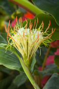 Shaving Brush Ginger