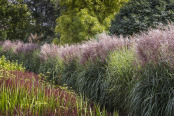 Miscanthus sinensis 'Strictus' and 'Malepartus' 