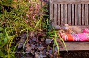 Edgar the oriental cat in a courtyard garden. Plants include Heuchera Blackberry Jam and Gaura lindheimeri