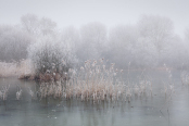 Hoar Frost