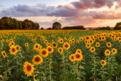 Field of Sunflowers