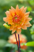 Dahlia