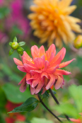 Dahlia after Summer Shower