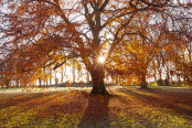 Autumn in Baysgarth Park