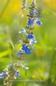 Salvia uliginosa AGM, member of the sage family.