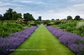 Long border edged in catmint (Nepeta 'Six Hills Giant')