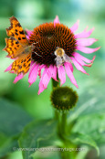 Sharing a meal: comma butterfly (Polygonia c-album) and bee feeding on nectar from the cone-flower, Echinacea purpurea.