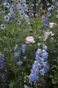 mainly herbaceous border