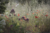 wild flowers on field headland