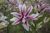 Stargazer lily