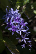 Petrea volubillis 