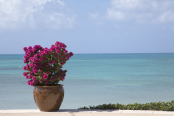 Bougainvillea 