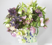 mixed hellebores 