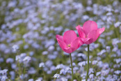 Pink Tulips and Forget-me-nots