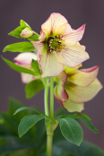 Hellebore Portrait