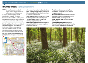 Wild Garlic Feature