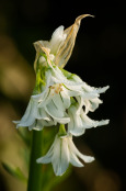 Allium triquitum