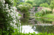 Rose cascade -  Rambling rose Rosa 'Seagull' tumbling into the moat at Elsing Hall, Norfolk