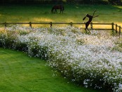 The hare in the meadow