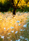 Meadow sunbeam
