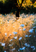 Meadow sunbeam