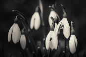 Snowdrops