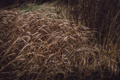 Winter Grasses