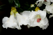 Rhododendron moupinense