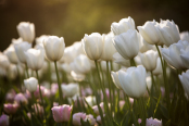 Tulips in the evening sun