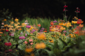 Colour in the Bog Garden