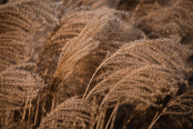 Grasses in the wind