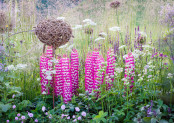  Lupins in the bee border