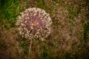 Summer in the Oudolf Field