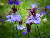 Love-in -the mist (Nigella)